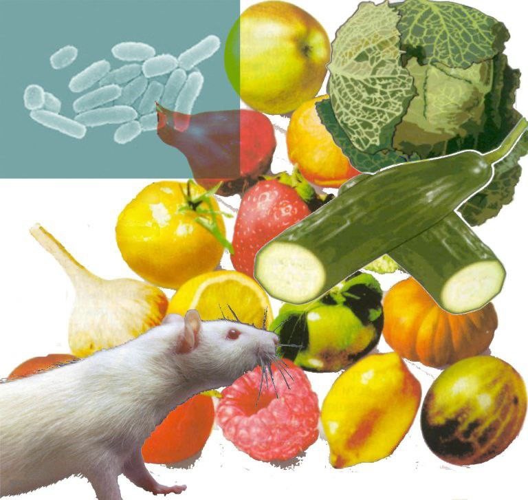 Иерсиниоз. Пути передачи, способы профилактики