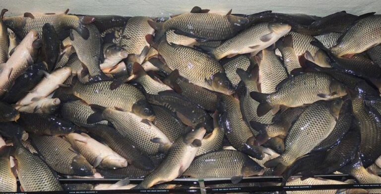 Результаты госсаннадзора